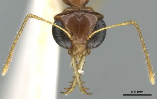 Myrmoteras brachygnathum specimen