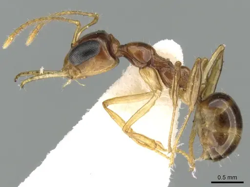 Myrmoteras brachygnathum specimen