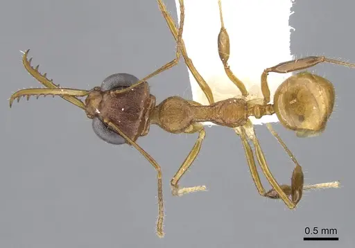 Myrmoteras brigitteae specimen