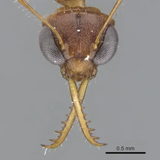 Myrmoteras brigitteae specimen