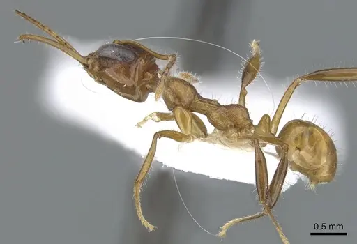 Myrmoteras brigitteae specimen