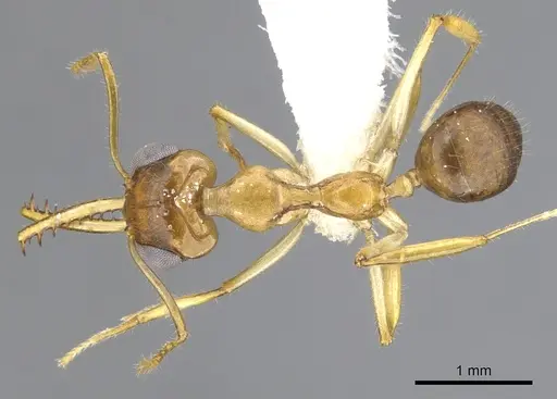 Myrmoteras chondrogastrum specimen