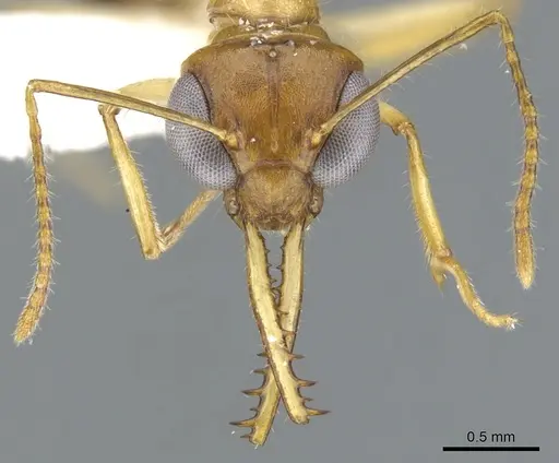 Myrmoteras chondrogastrum specimen