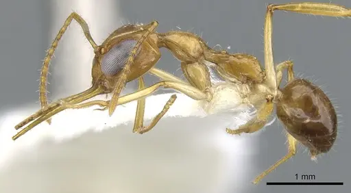 Myrmoteras chondrogastrum specimen