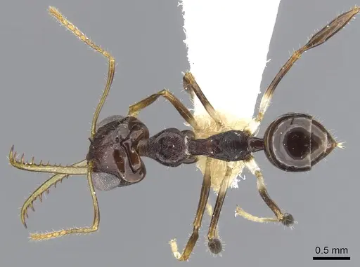 Myrmoteras danieli specimen