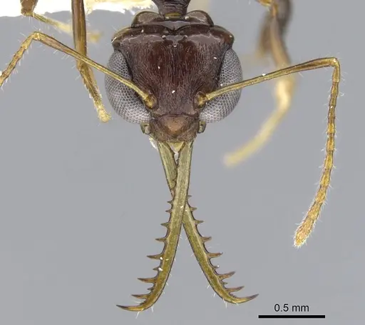 Myrmoteras danieli specimen