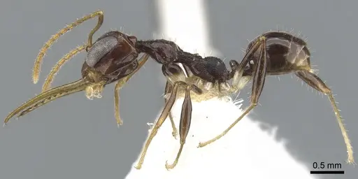 Myrmoteras danieli specimen