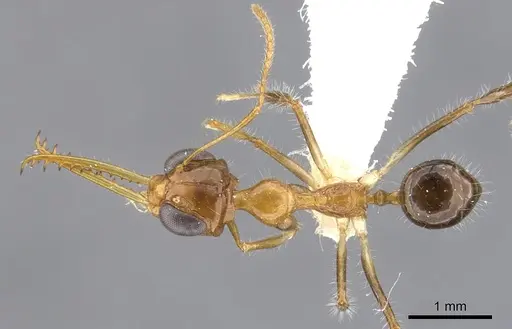 Myrmoteras diastematum specimen