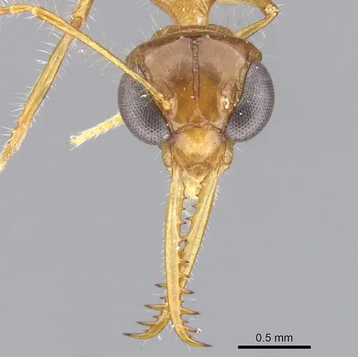 Myrmoteras diastematum specimen