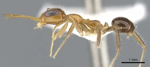 Myrmoteras diastematum specimen