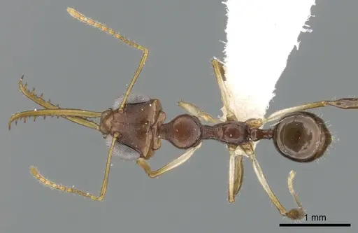 Myrmoteras donisthorpei specimen
