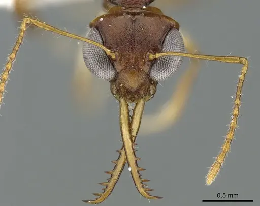 Myrmoteras donisthorpei specimen