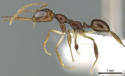 Myrmoteras donisthorpei specimen