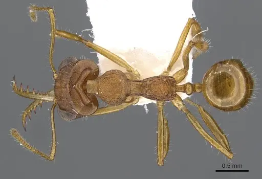 Myrmoteras elfeorum specimen