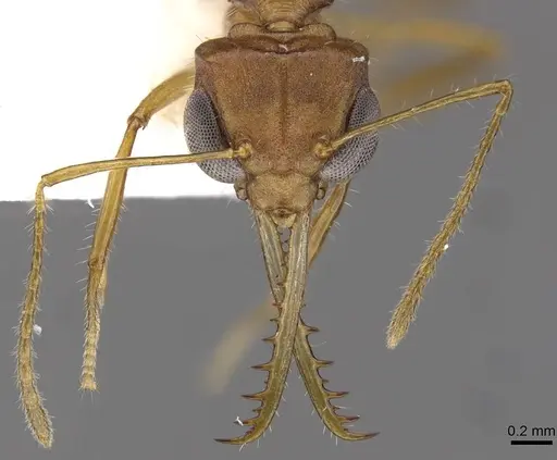 Myrmoteras elfeorum specimen