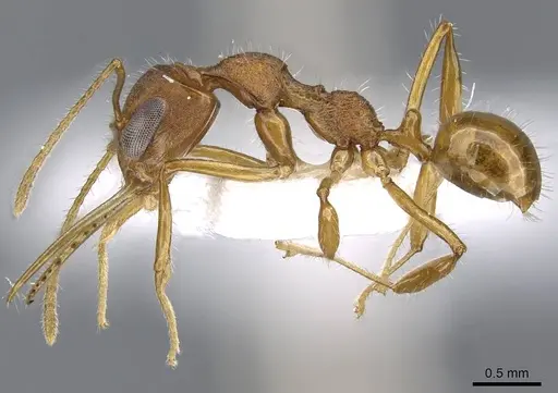 Myrmoteras elfeorum specimen