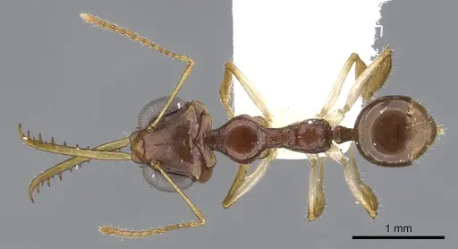 Myrmoteras estrudae specimen