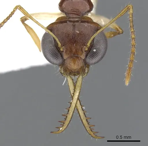 Myrmoteras estrudae specimen