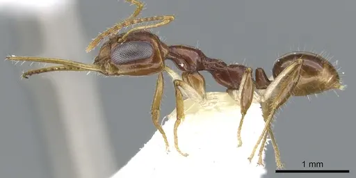 Myrmoteras estrudae specimen