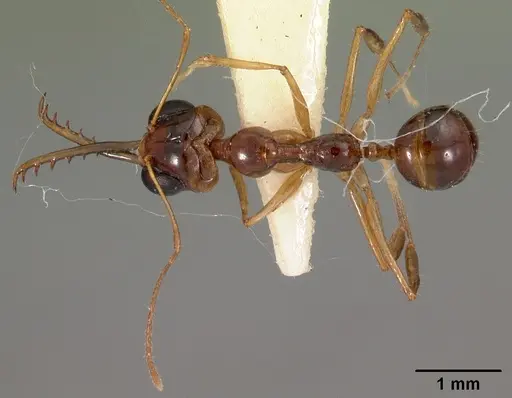 Myrmoteras indicum specimen