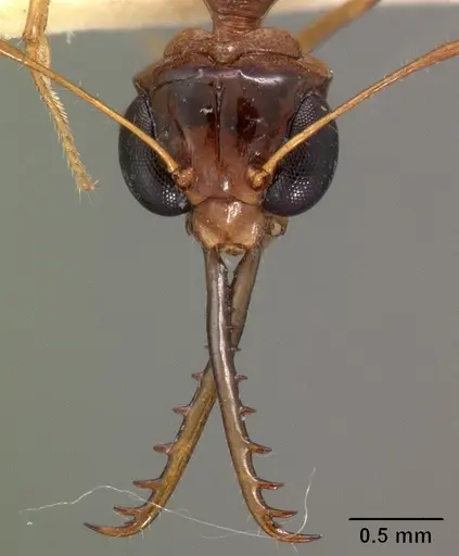 Myrmoteras indicum specimen
