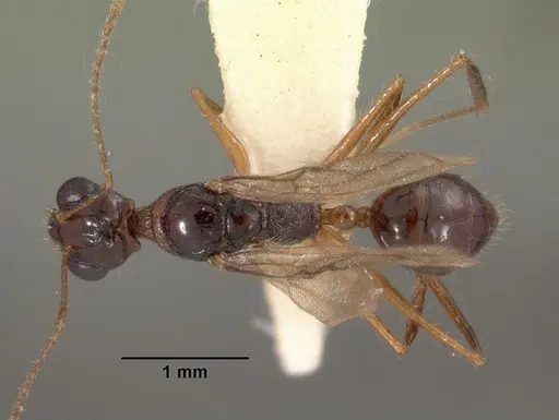 Myrmoteras indicum - CASENT0102162