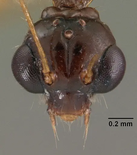 Myrmoteras indicum - CASENT0102162