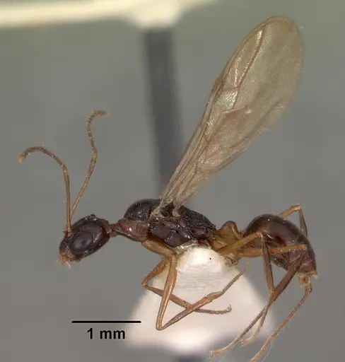 Myrmoteras indicum - CASENT0102162