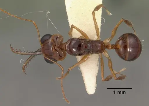 Myrmoteras indicum - CASENT0102163