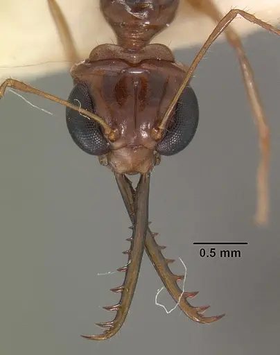 Myrmoteras indicum - CASENT0102163