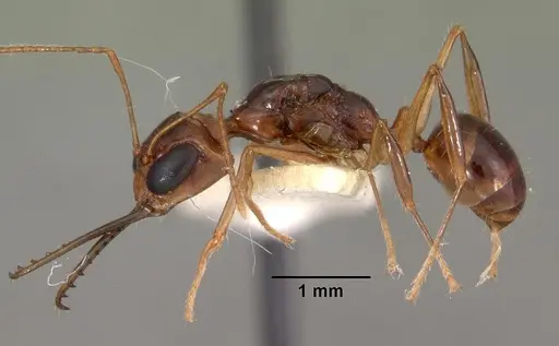 Myrmoteras indicum - CASENT0102163