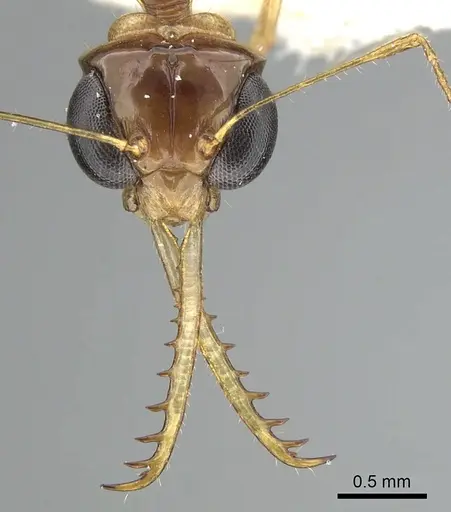 Myrmoteras indicum - CASENT0249877