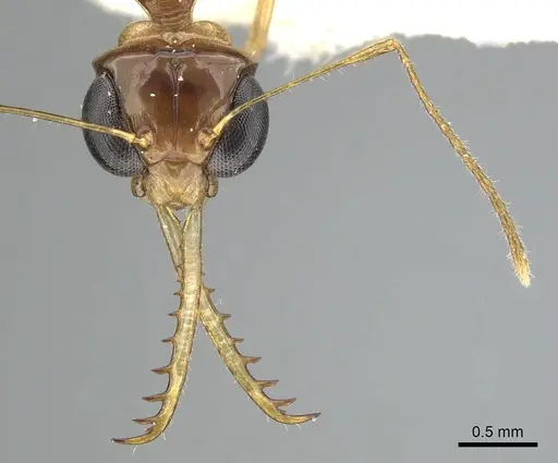 Myrmoteras indicum - CASENT0249877