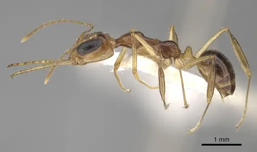 Myrmoteras indicum - CASENT0249877