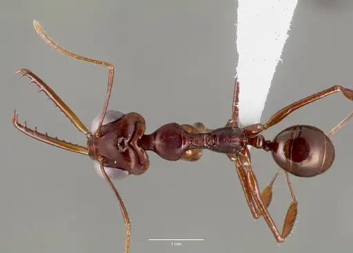 Myrmoteras iriodum specimen