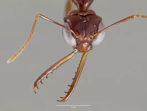 Myrmoteras iriodum specimen