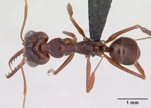 Myrmoteras iriodum - CASENT0006837