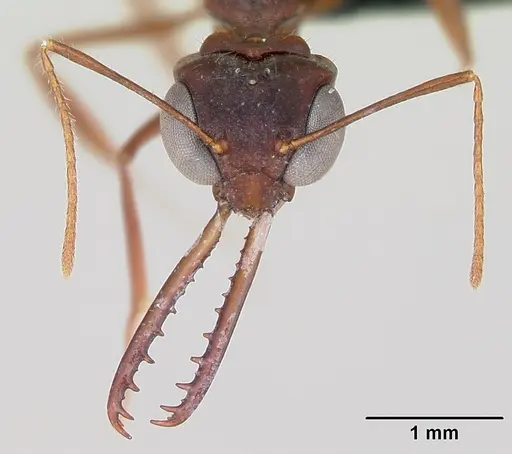 Myrmoteras iriodum - CASENT0006837