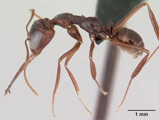 Myrmoteras iriodum - CASENT0006837