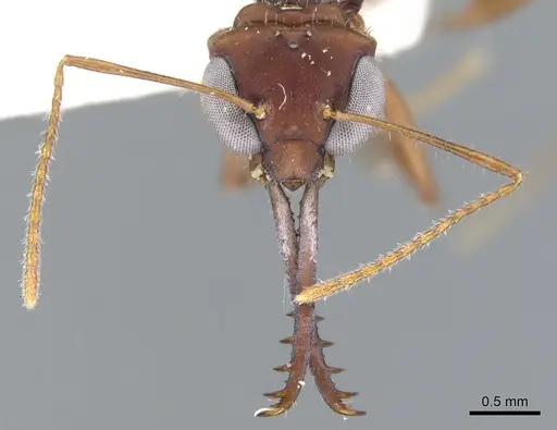 Myrmoteras iriodum - CASENT0903238