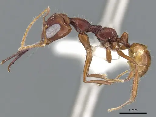 Myrmoteras iriodum - CASENT0903238