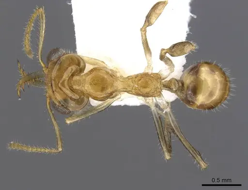 Myrmoteras ivani specimen