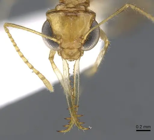 Myrmoteras ivani specimen