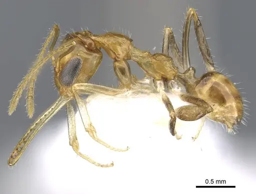 Myrmoteras ivani specimen