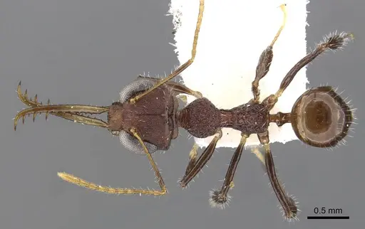Myrmoteras jacquelinae specimen