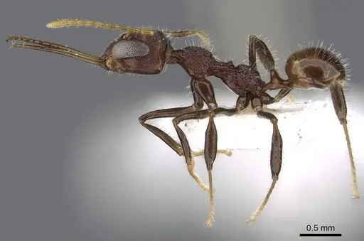 Myrmoteras jacquelinae specimen