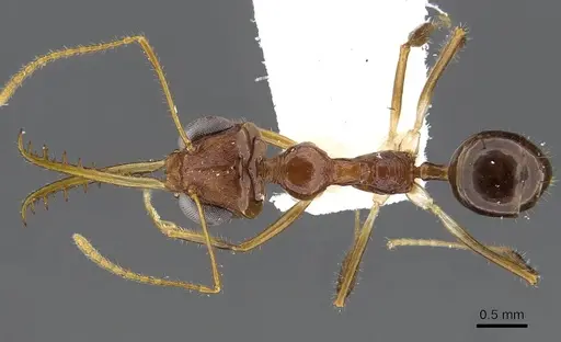 Myrmoteras marianneae specimen