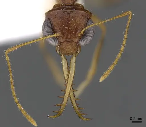 Myrmoteras marianneae specimen