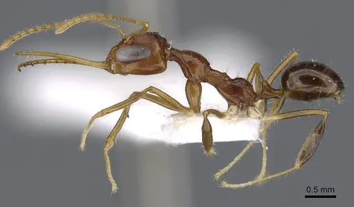 Myrmoteras marianneae specimen