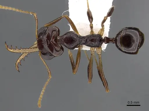 Myrmoteras maudeae specimen